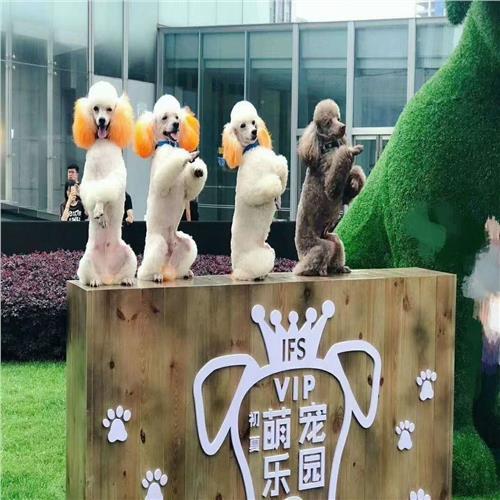 陳倉區馬戲團表演出租哪里找_山東眾鑫動物租賃_商國互聯網