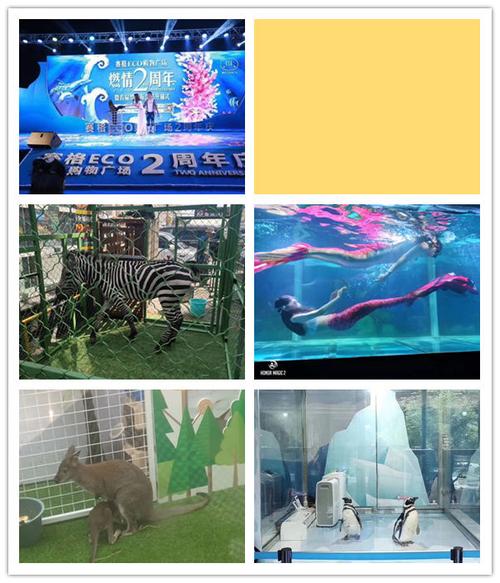 百色市馬戲團表演出租哪里有