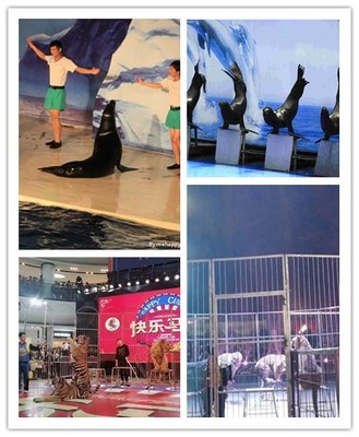 孟州市動(dòng)物出租合作共贏