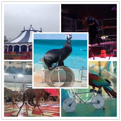 新聞:赤水市馬戲團(tuán)表演元旦出租