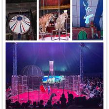 黑龍江本地馬戲團(tuán)表演出租