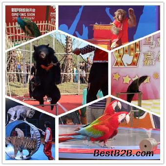 馬戲團(tuán)雜技海獅表演租賃上海