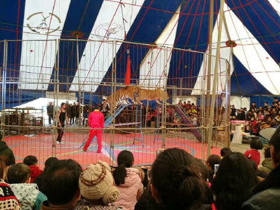 江蘇本地租賃馬戲團(tuán)雜技演出的費(fèi)用