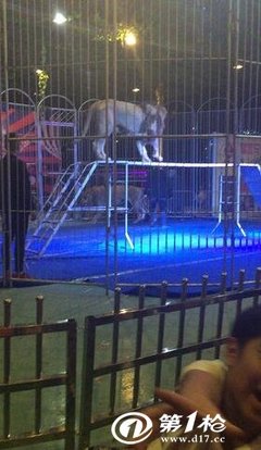 馬戲團(tuán)傳統(tǒng)雜技表演出租皇家馬戲團(tuán)精彩演出節(jié)目租賃