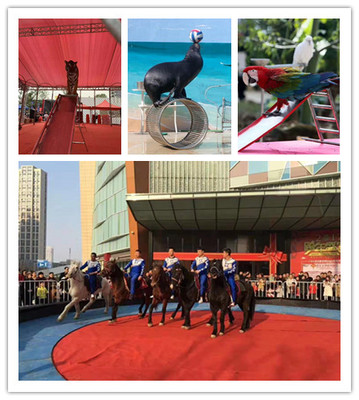 大理本地馬戲團(tuán)表演出租