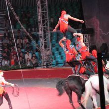 【哪里有大型租賃公司馬戲團(tuán)商演圖片】哪里有大型租賃公司馬戲團(tuán)商演