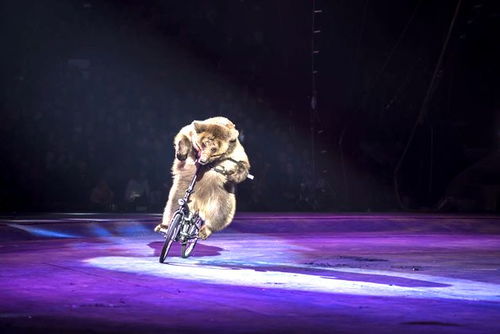 有名氣的馬戲團(tuán)出租表演