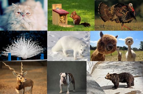 馬戲團(tuán)租賃 馬戲團(tuán)演出表演 李氏魔幻大馬戲