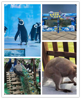 獅子山萌寵展覽出租人氣