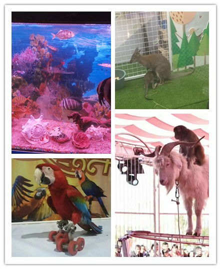 富陽市哪有出租表演馬戲團(tuán)的海洋展