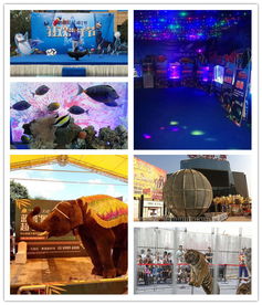 溫州哪有出租海獅表演的低價(jià)格出租