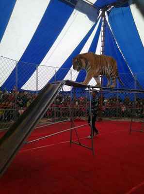 大型馬戲團(tuán)表演廣東汕尾市大型馬戲團(tuán)表演租賃