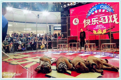 馬戲團(tuán)演出表演出租皇家大型馬戲團(tuán)演出團(tuán)隊(duì)活動案例分