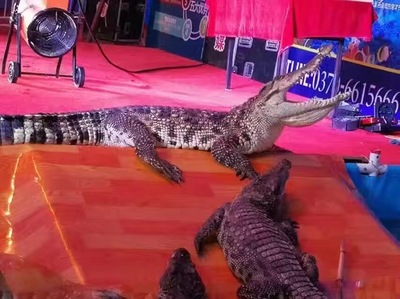 鱷魚展鱷魚表演出租專業(yè)鱷魚表演團隊鱷魚出租出賃