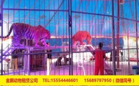 山東省即墨市馬戲團出租環(huán)球飛車表演詳細(xì)解讀