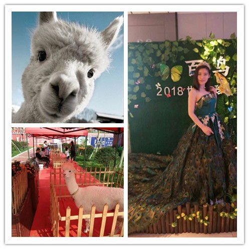 梧州哪有羊駝出租