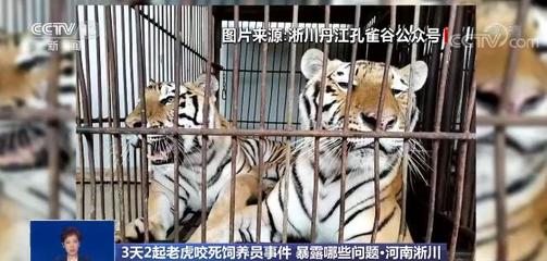 禍患常積于忽微!3天2起老虎咬死飼養(yǎng)員事件令人痛心 暴露了哪些問(wèn)題?