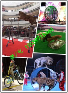 山西省忻州市海洋魚缸展出租j證件齊全