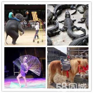 皇家大馬戲團雜技表演出租 動物表演 騎乘馬羊駝?wù)褂[出租