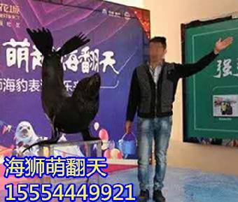 銀川鸚鵡表演與馬戲團表演租賃服務(wù)指南