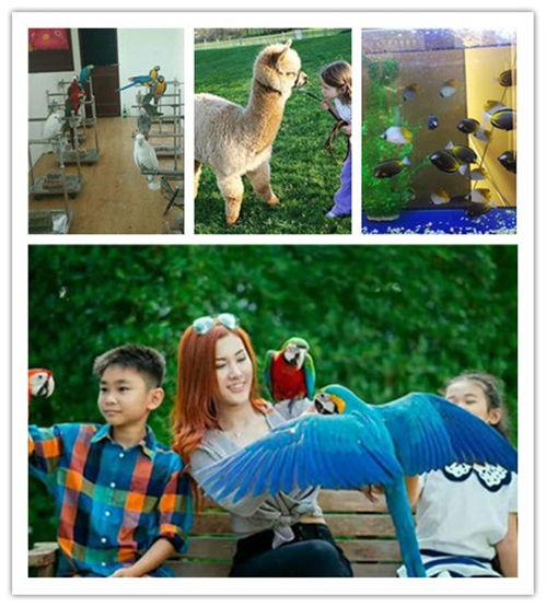 海南省海洋生物魚缸展與馬戲團動物租賃服務(wù)指南