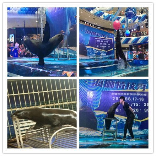 阜陽市出租萌寵與冰雕展覽 當地特色娛樂新選擇