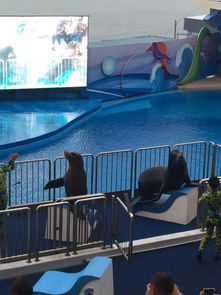 上海信譽良好的景觀活體企鵝出租公司推薦及合作指南